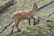 Anello Laghi di Ponteranica-Monte Avaro dai Piani il 10 giugno 2018 - FOTOGALLERY